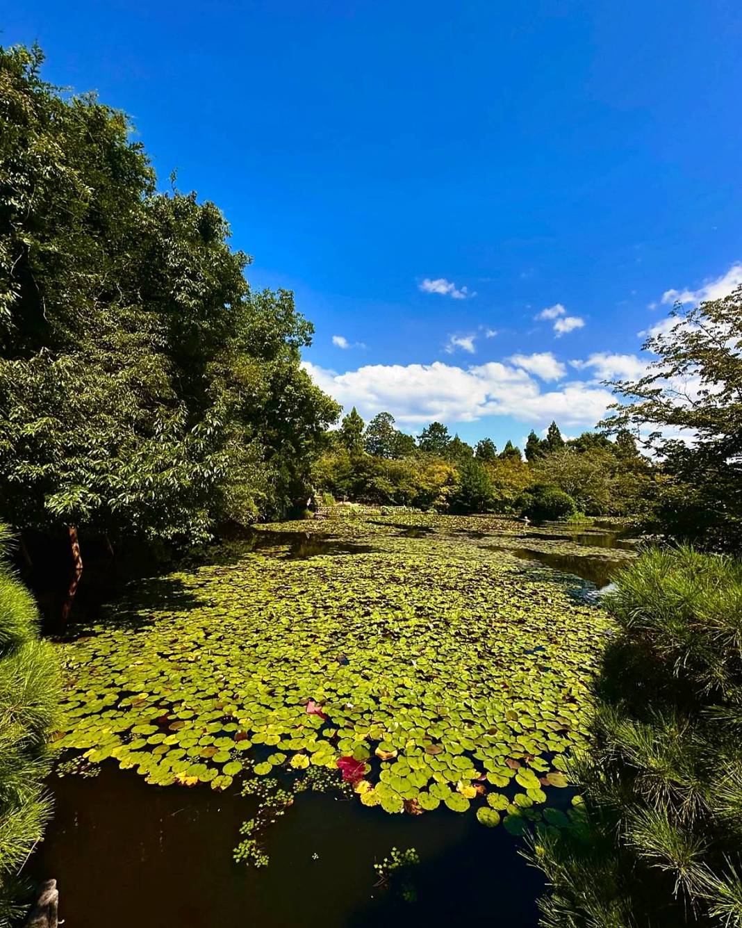 Japonya'da sevilen bir yabancı olun: Harika bir deneyim için altın kurallar! Gülümse ve kurallara uy 14